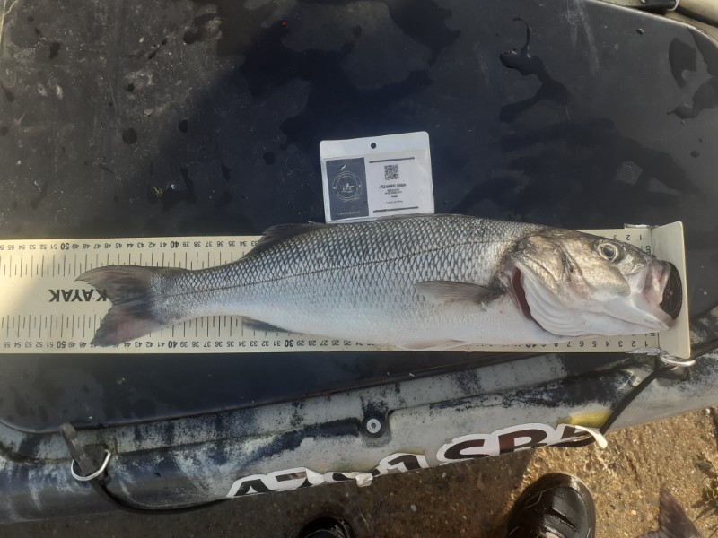 Fish Measure Picture